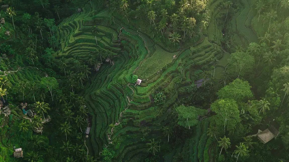 Aerial view of rice terraces in Bali