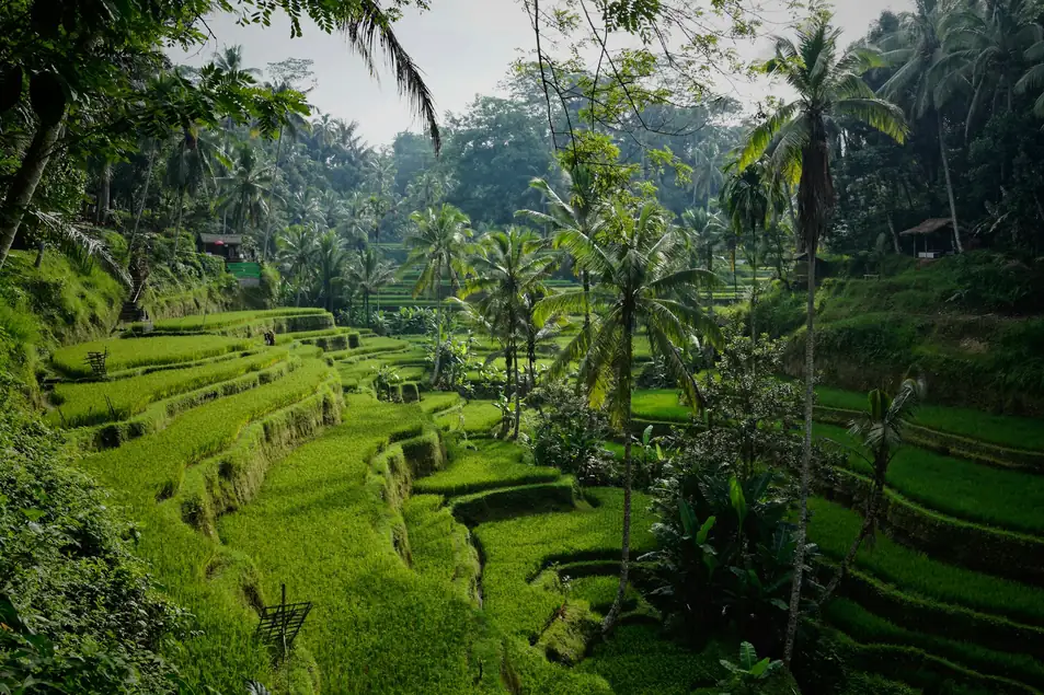 Tegallalang rice terraces near Ubud